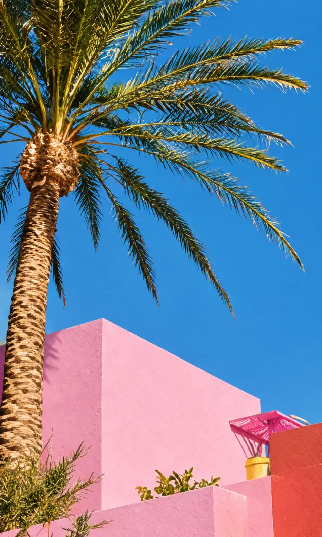 Palmera frente a una pared rosa bajo el cielo azul